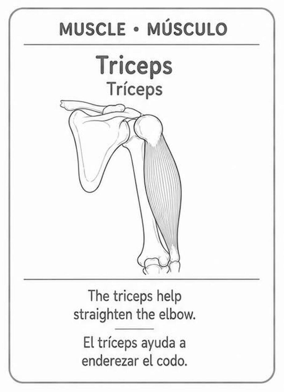 Anatomy